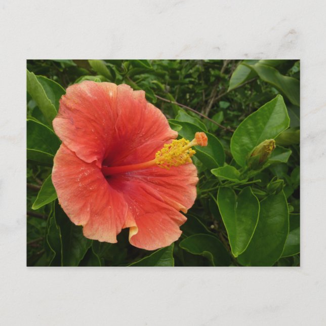 Carte Postale Orange Hibiscus Fleur Tropical Floral (Devant)