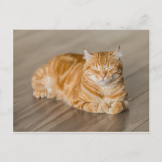 Carte Postale Orange Kitty