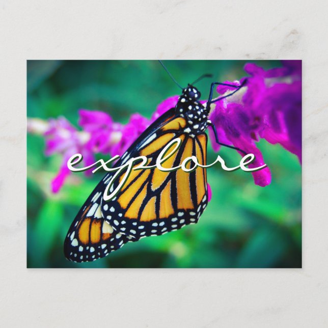 Carte Postale Orange Monarch Butterfly Photo Explorer Élégant (Devant)
