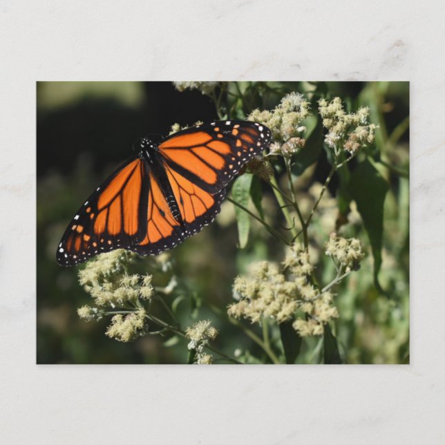 Carte Postale Orange Noir Monarque Papillon Nature Photographie (Devant)