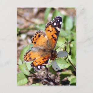 Carte postale Orange Papillon Brown Photo