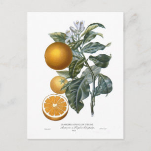 Carte Postale Orange par Pierre - Antoine Poiteau