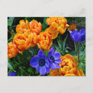 Carte Postale Orange Peony Tulips & Blue Anemones do-it-yourself