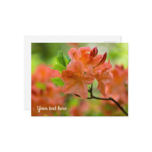Carte postale Orange Rhododendron