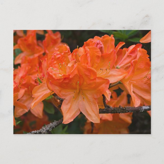 Carte postale Orange Rhododendron (Devant)