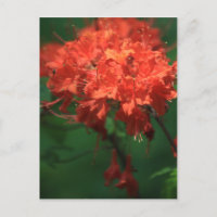 Carte postale Orange Rhododendron