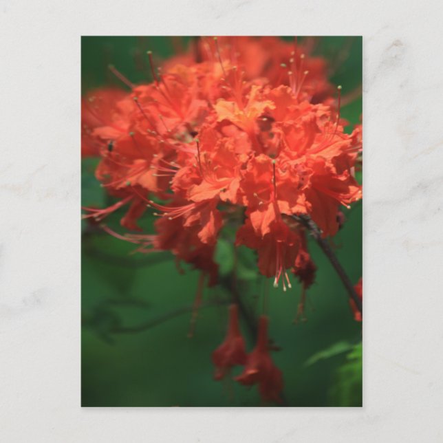 Carte postale Orange Rhododendron (Devant)