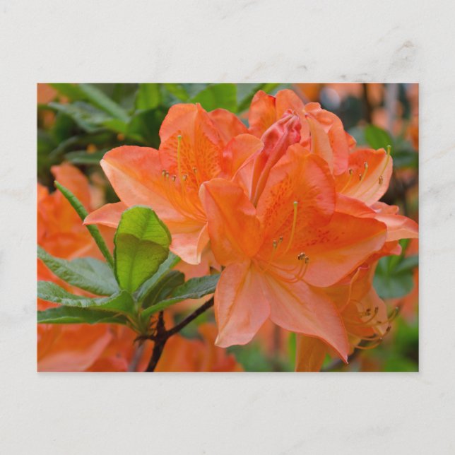 Carte postale Orange Rhododendron Lemonara Fleurs (Devant)