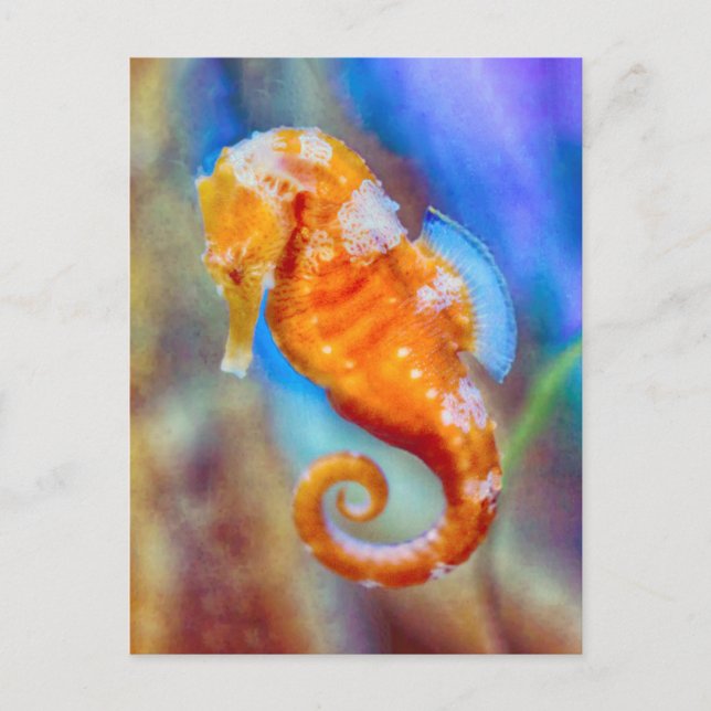 Carte Postale Orange Seahorse délice (Devant)