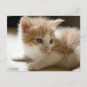 Carte postale Orange Tabby