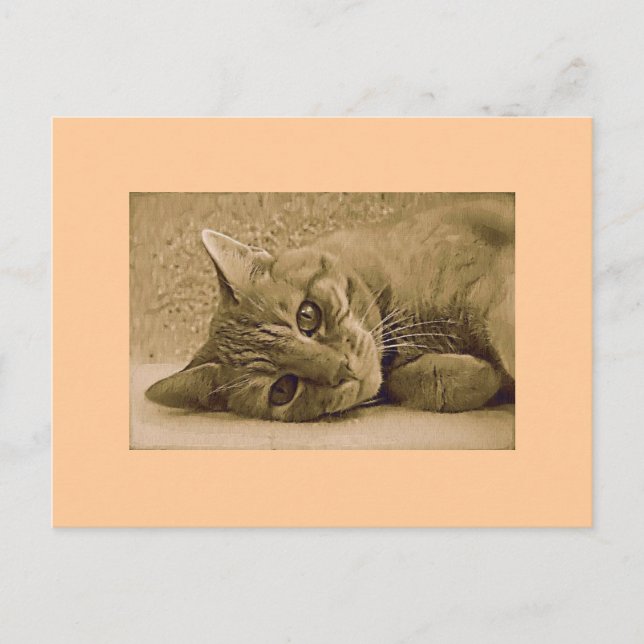 Carte postale orange tabby Cat (Devant)