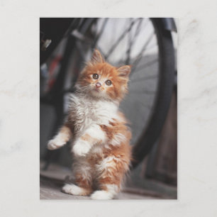 Carte Postale Orange Tabby Kitten