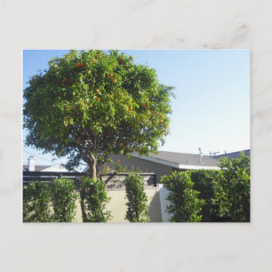 Carte postale Orange Tree