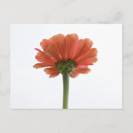 Carte postale Orange Zinnia