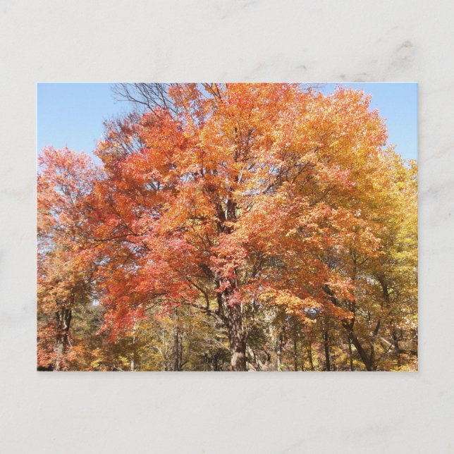 Carte Postale Orangers (Devant)