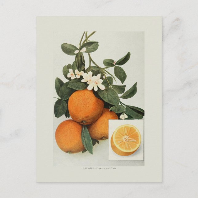 Carte Postale Oranges (Devant)
