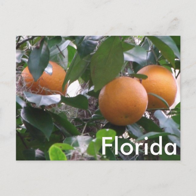 Carte postale Oranges (Devant)