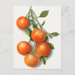 Carte Postale Oranges (Calamondien) Aquarelle de fruits Peinture