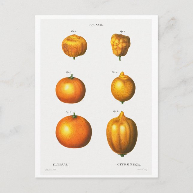 CARTE POSTALE "ORANGES" ILLUSTRÉE PAR REDOUTÉ (Devant)
