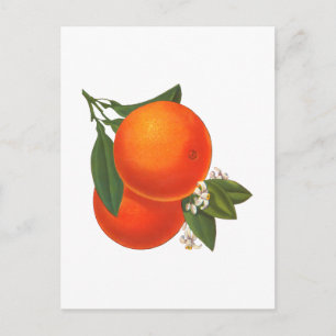 Carte postale Oranges Vintage Crate Art