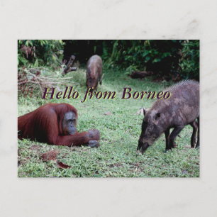 Carte Postale Orangoutan animal Borneo