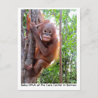 Carte Postale Orangutan Baby Uttuh dans la forêt tropicale