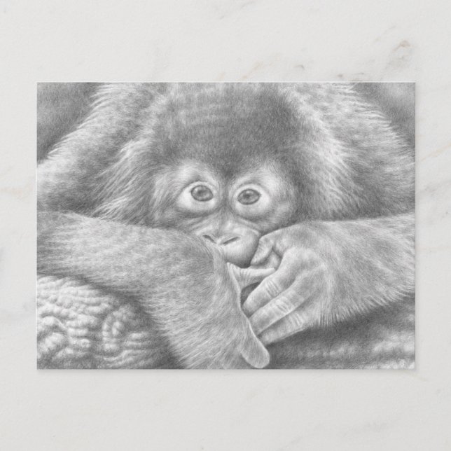 Carte postale Orangutan bébé (Devant)