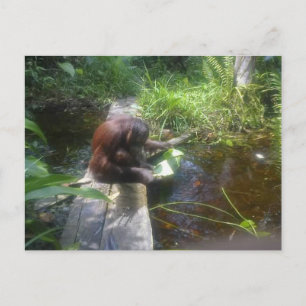 Carte Postale Orangutan dans la forêt de Bornéo