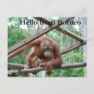 Carte Postale Orangutan Handyman Borneo