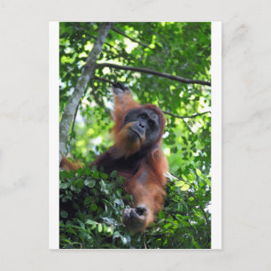 Carte Postale Orangutan mâle dans la forêt tropicale de Sumatra