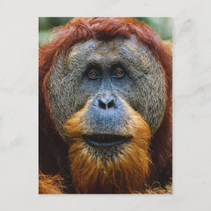 Carte Postale Orangutan - Sumatra, Indonésie