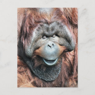 CARTE POSTALE ORANGUTANS