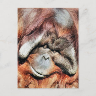 CARTE POSTALE ORANGUTANS