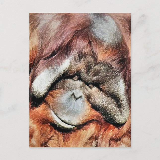CARTE POSTALE ORANGUTANS (Devant)