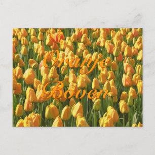 Carte Postale Oranje Boven Orange Tulips