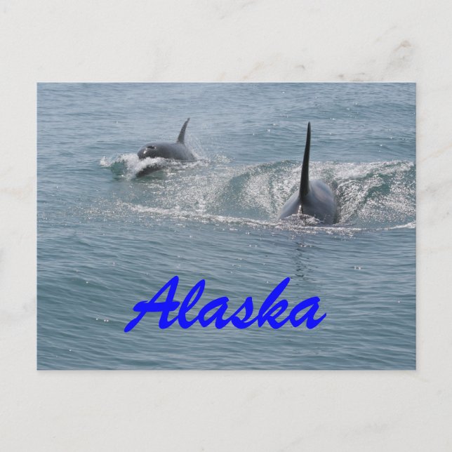 Carte Postale Orca et veau, Alaska (Devant)