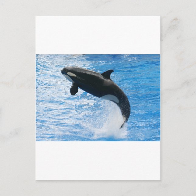 Carte Postale Orca Killer Whale (Devant)
