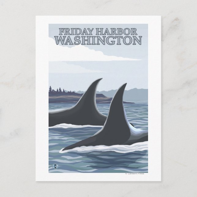 Carte Postale Orca Whales #1 - Friday Harbour, Washington (Devant)