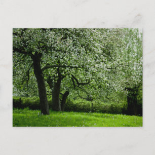 Carte postale Orchard