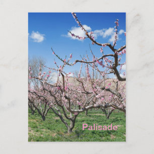 Carte Postale Orchard de pêche de printemps à Palisade Travel Ca
