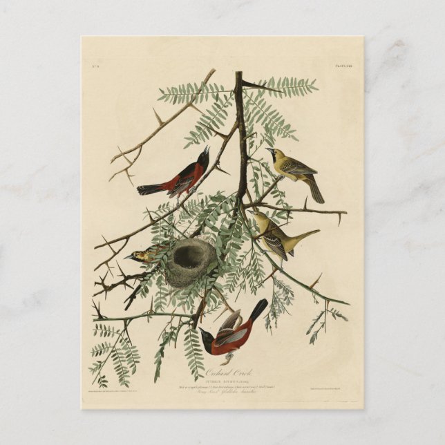 Carte Postale Orchard Oriole des Oiseaux d'Amérique d'Audubon (Devant)