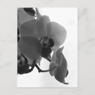 Carte Postale Orchid