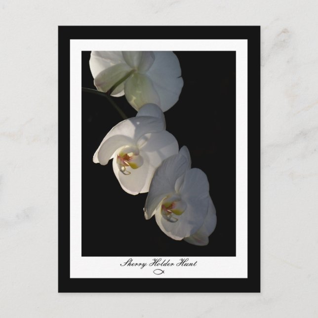 Carte postale Orchid 002 (Devant)