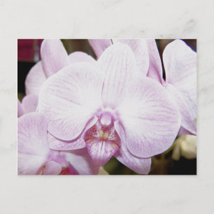 Carte postale Orchid Four