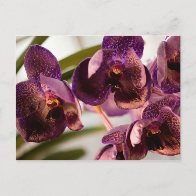 Carte Postale Orchid Vanda Pure's Wax Flower Group (Devant)