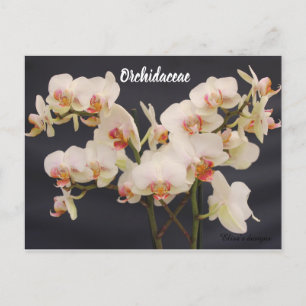Carte Postale Orchidaceae, orquide,