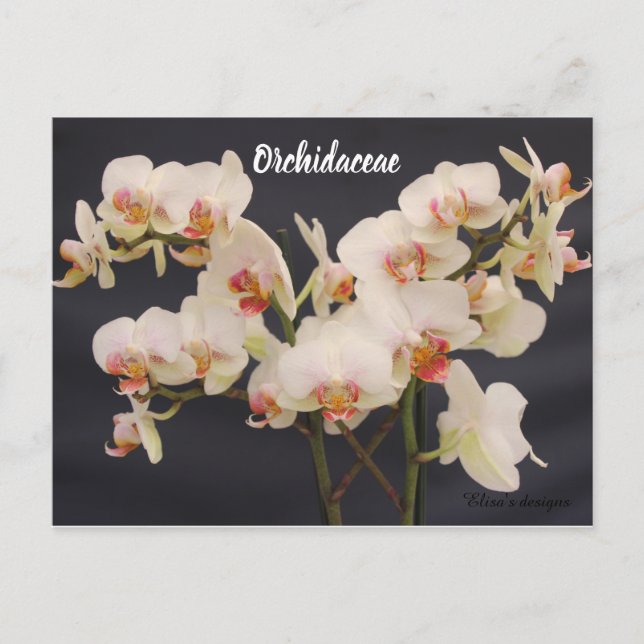 Carte Postale Orchidaceae, orquide, (Devant)