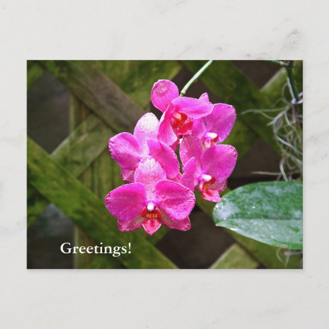 Carte postale - Orchidée (Devant)