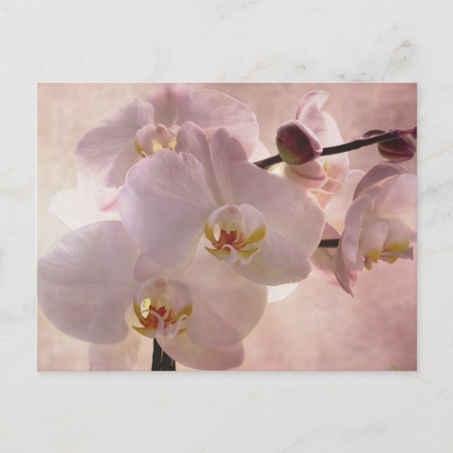 Carte postale orchidée (Devant)
