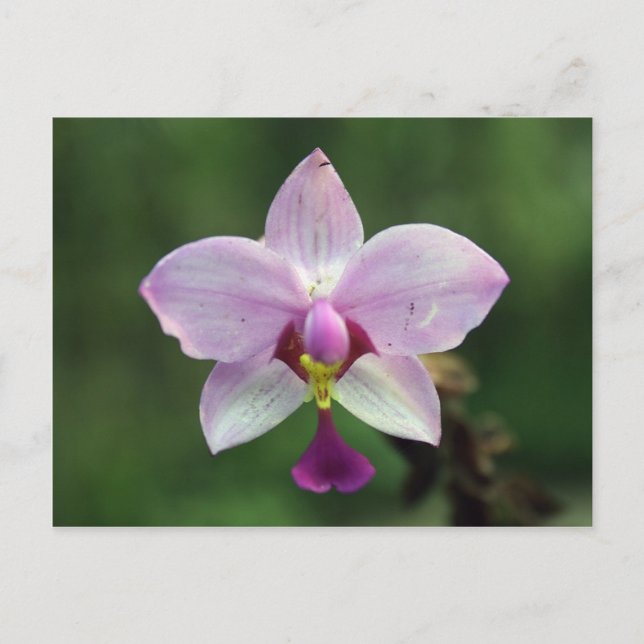 Carte postale orchidée (Devant)